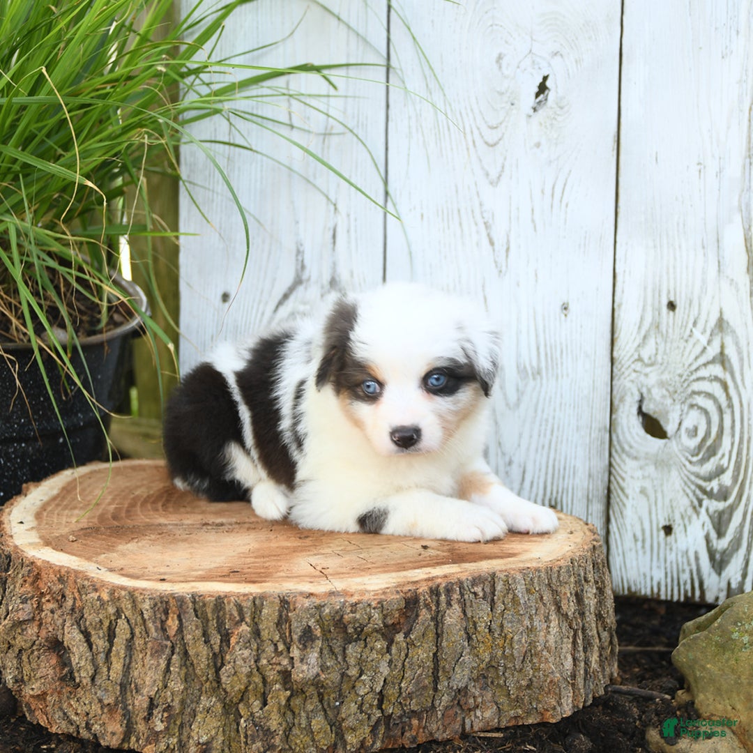 Miniature Australian Shepherd dogs for sale: Holly - Image 8