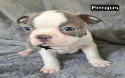 Boston Terrier dogs for sale: Fergus - Image 1