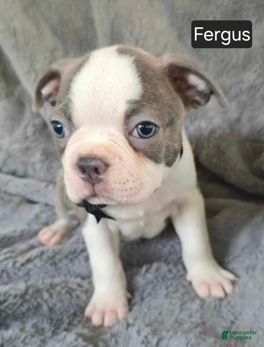 Boston Terrier dogs for sale: Fergus - Image 1
