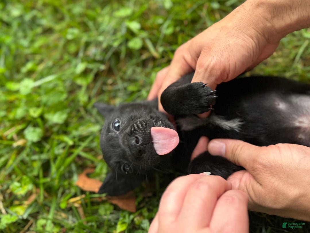 Belgian Malinois dogs for sale: Akc Certified Male 5 - Image 9