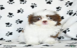 Shih Tzu dogs for sale: Felix - Image 10