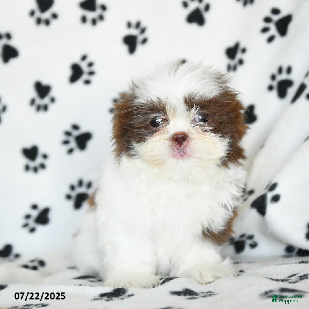 Shih Tzu dogs for sale: Felix - Image 10