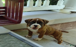 Boxer dogs for sale: Rocket - Image 3