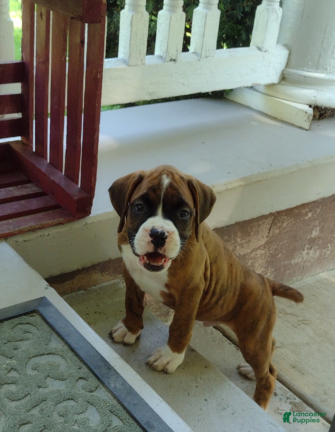 Boxer dogs for sale: Rocket - Image 3