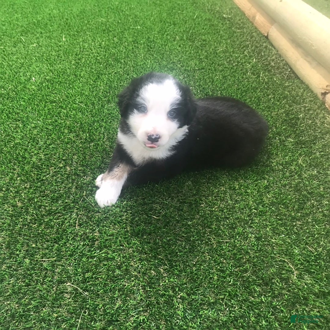 English Shepherd dogs for sale: Tommy - Image 5