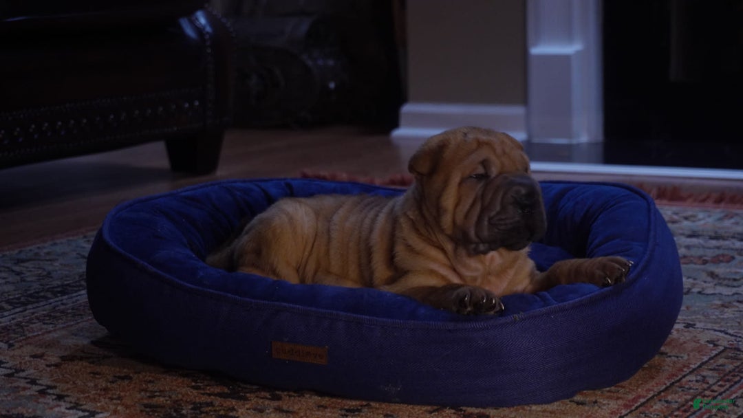 Shar Pei dogs for sale: Nior - Image 10