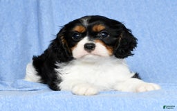 Cavalier King Charles Spaniel dogs for sale: Lenny - Image 8