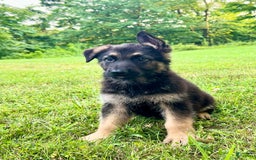 German Shepherd dogs for sale: Libby - Image 3