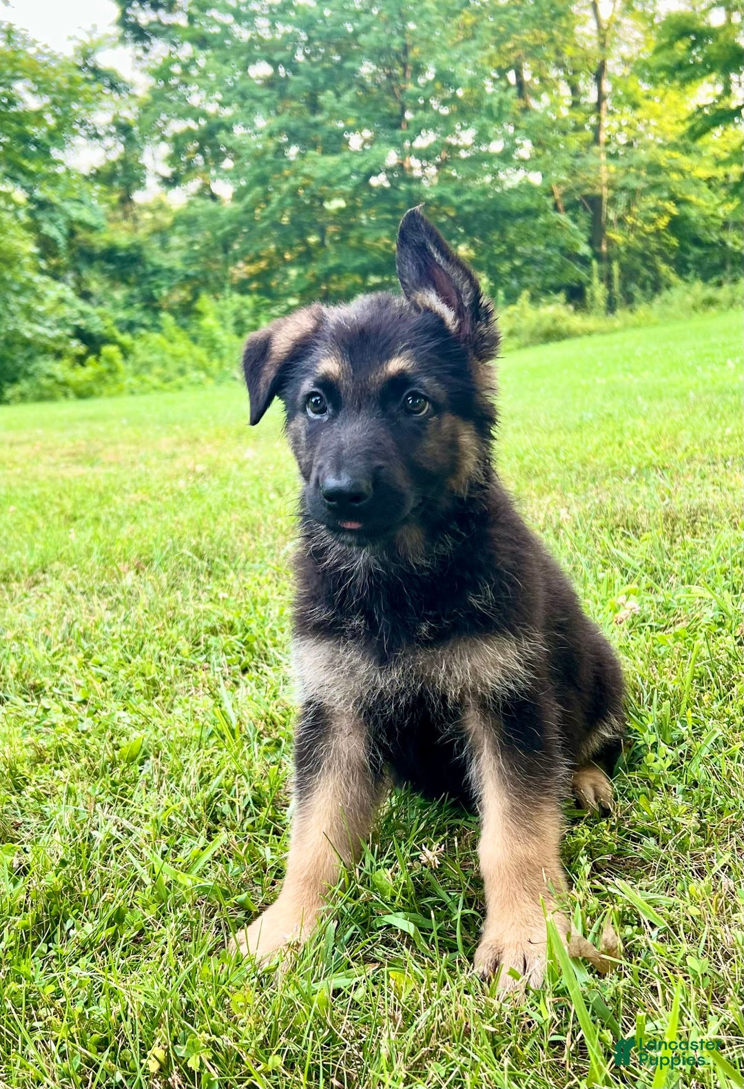 German Shepherd dogs for sale: Libby - Image 3