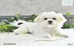 Maltese dogs for sale: Theo - Image 4