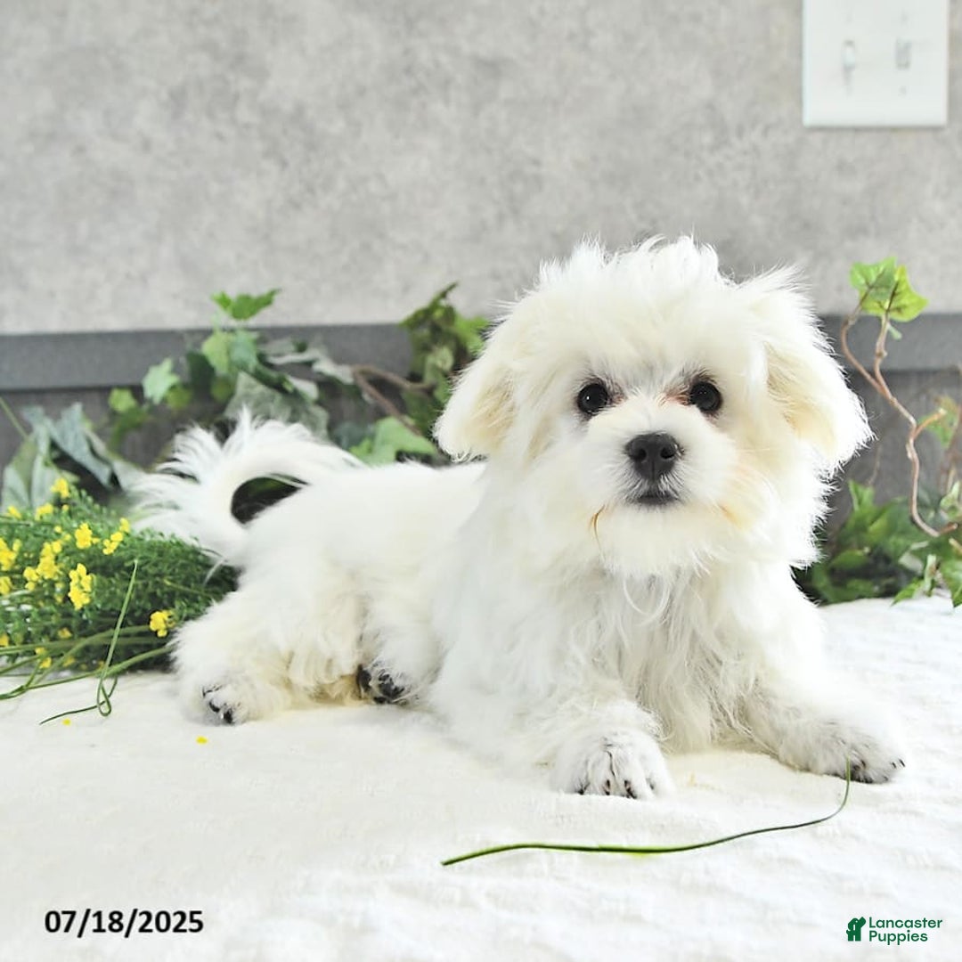 Maltese dogs for sale: Theo - Image 4