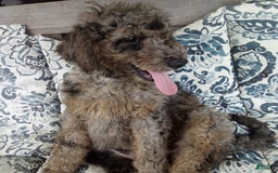 Goldendoodle dogs for sale: Zoey - Merle Color - Image 5