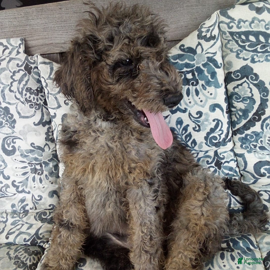 Goldendoodle dogs for sale: Zoey - Merle Color - Image 5