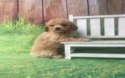 Mini Goldendoodle dogs for sale: Kona - Image 10