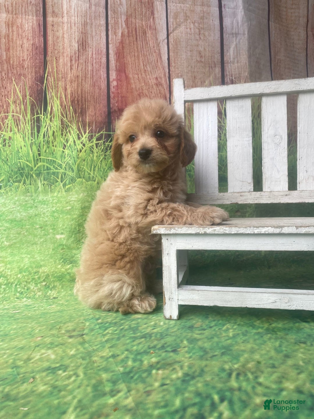 Mini Goldendoodle dogs for sale: Kona - Image 10