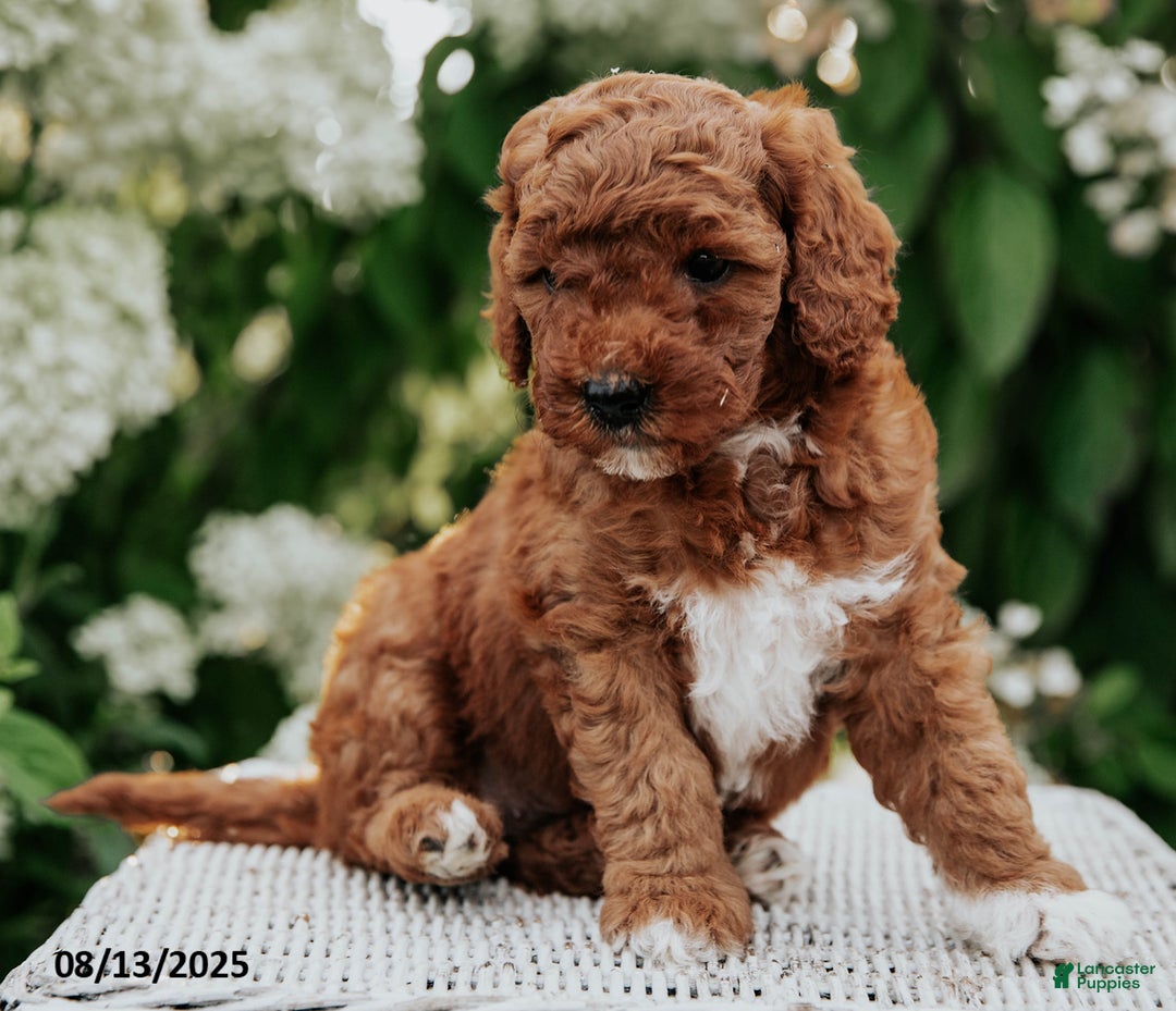 Cavapoo dogs for sale: Cavapoo 6 puppies - Image 8