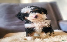 Mini Bernedoodle dogs for sale: Willow - Image 4