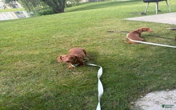 Dachshund dogs for sale: Toys - Image 4