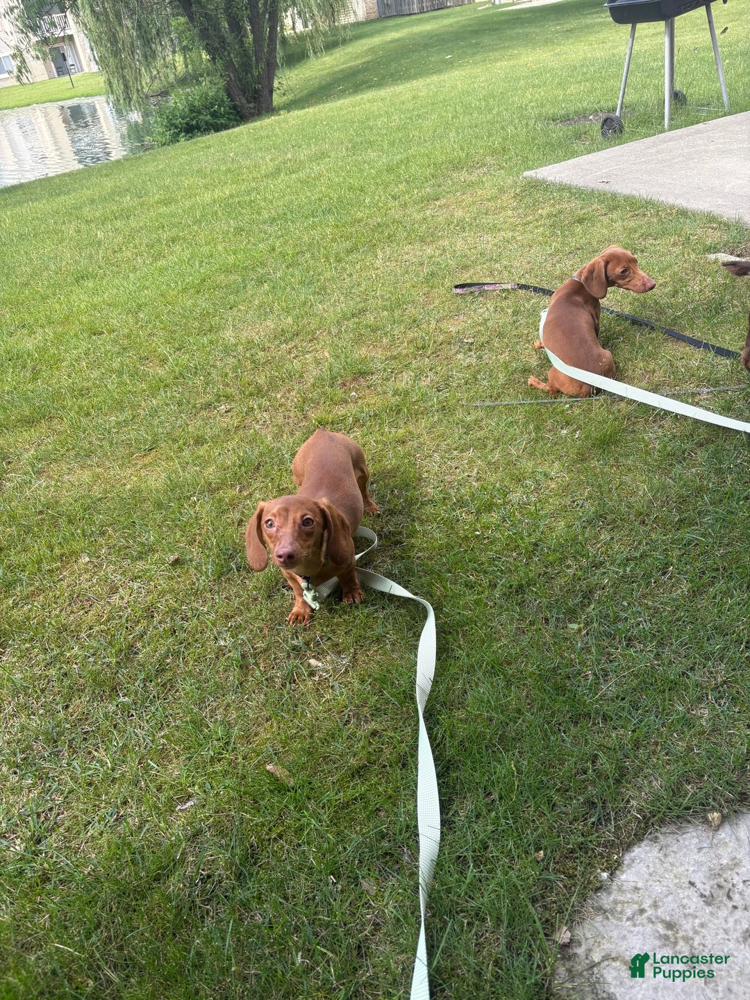 Dachshund dogs for sale: Toys - Image 4