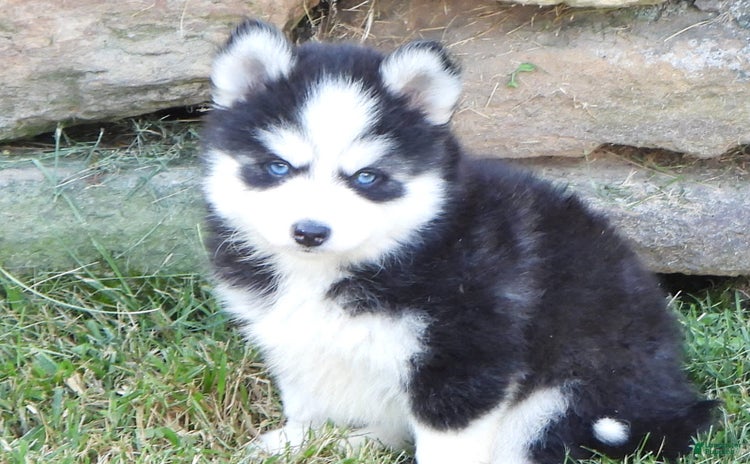 Pomsky dogs for sale - Ad 2