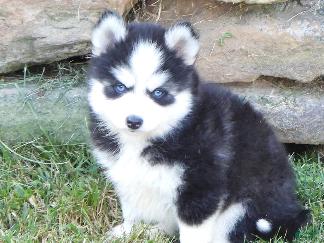 Pomsky dogs for sale: Ashley - Image 1