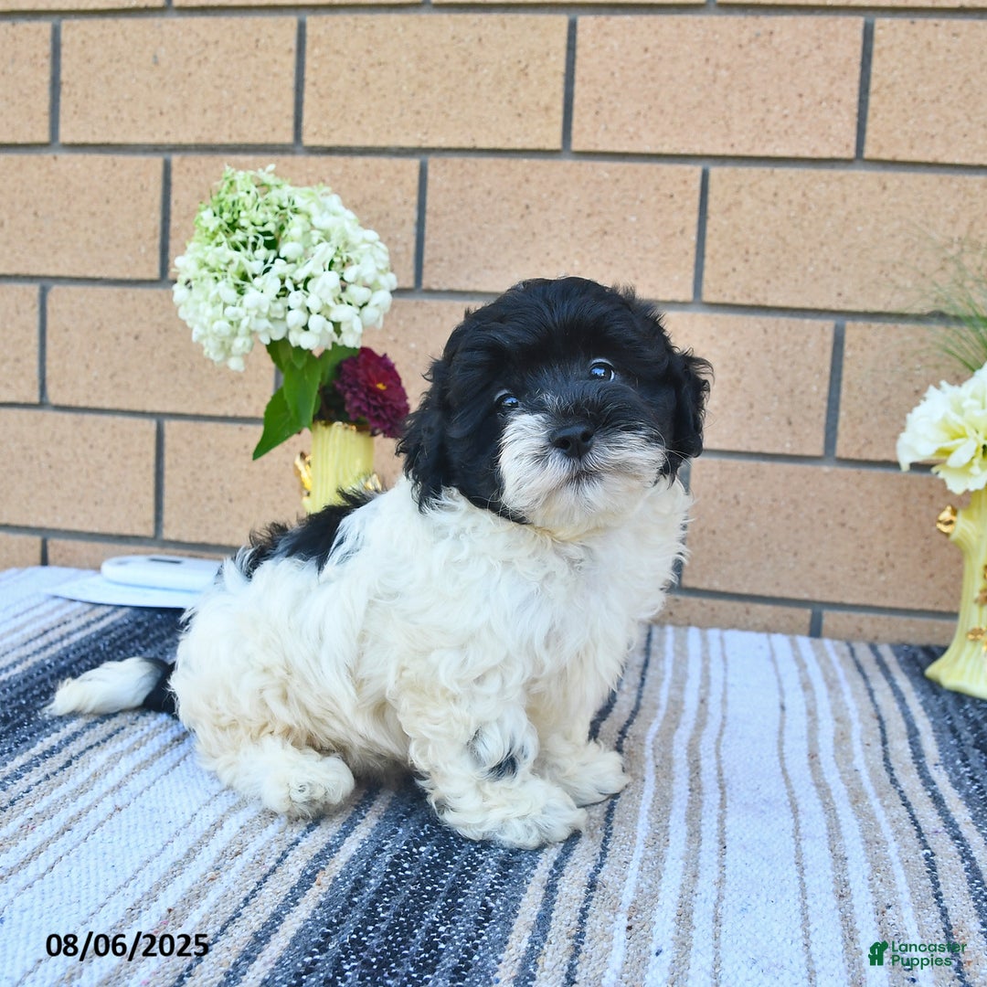 Shihpoo dogs for sale: Billy - Image 4