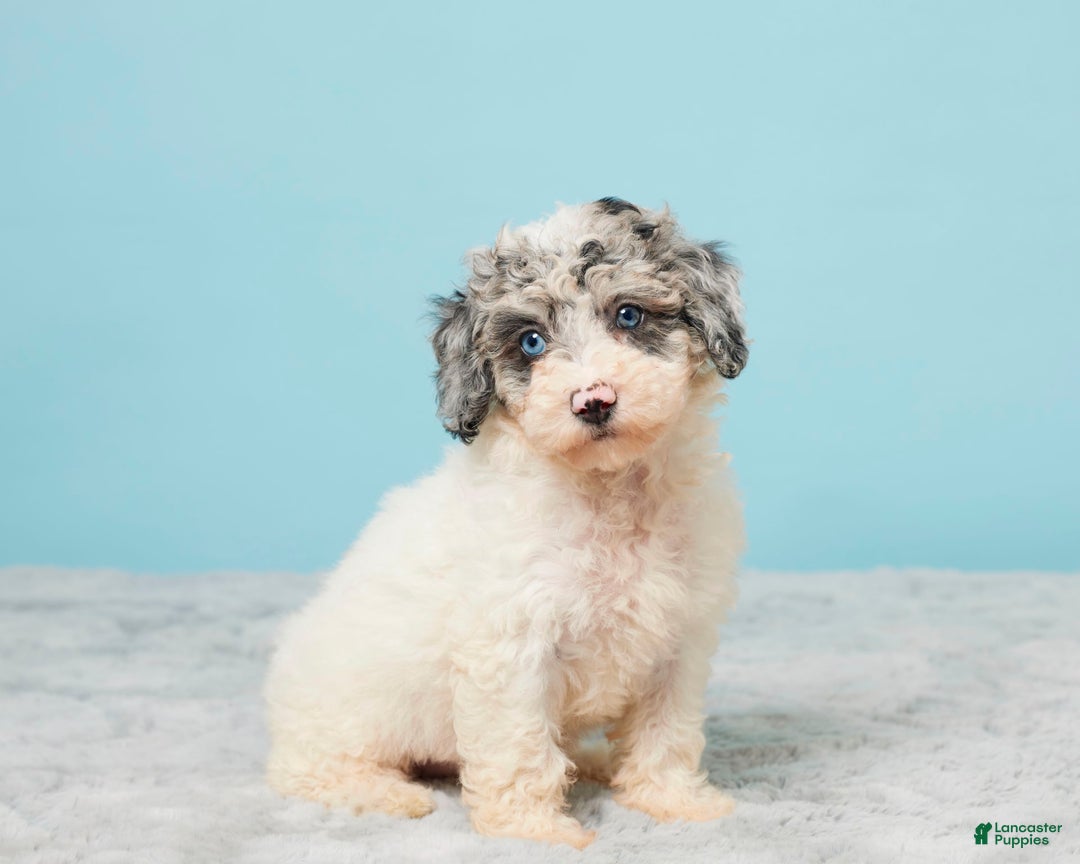 Miniature Poodle dogs for sale: Abby - Image 5