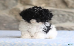 Toy Poodle dogs for sale: Penny - Image 2