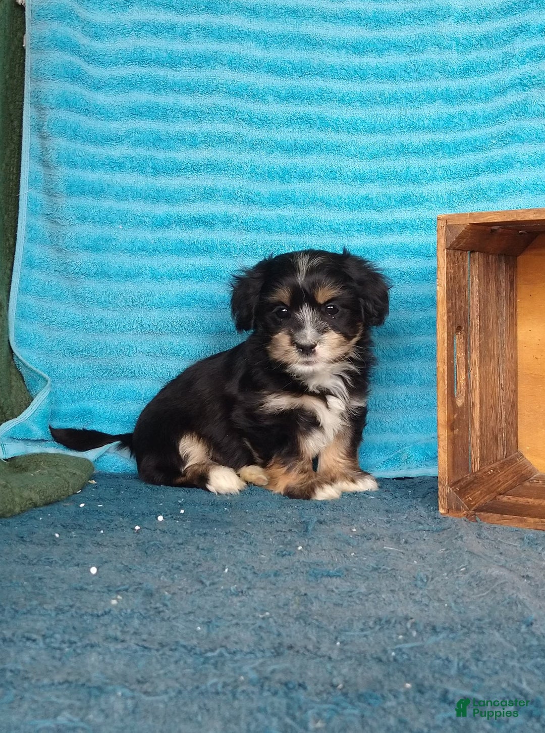 Havanese dogs for sale: Tucker - Image 4