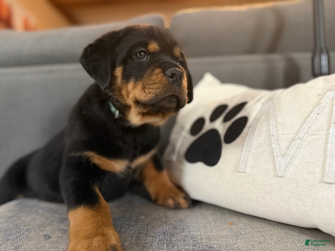 Rottweiler dogs for sale: Big Momma - Image 2