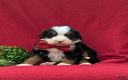 Bernese Mountain Dog dogs for sale: Floyd - Image 11