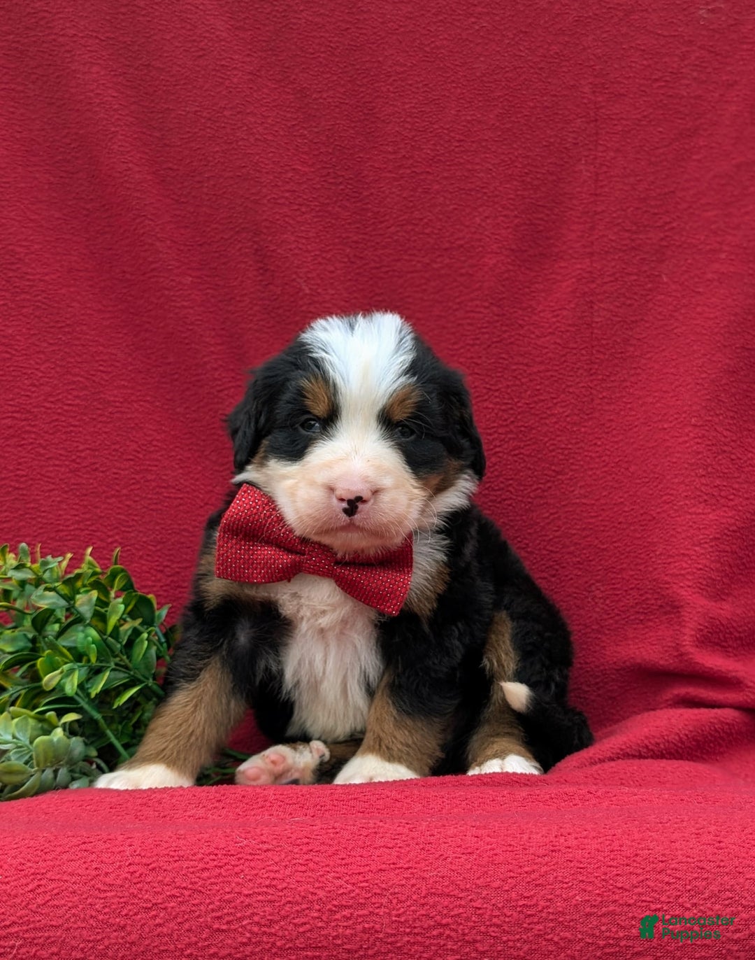 Bernese Mountain Dog dogs for sale: Floyd - Image 11