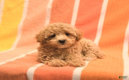 Bichpoo dogs for sale: Missy - Image 2