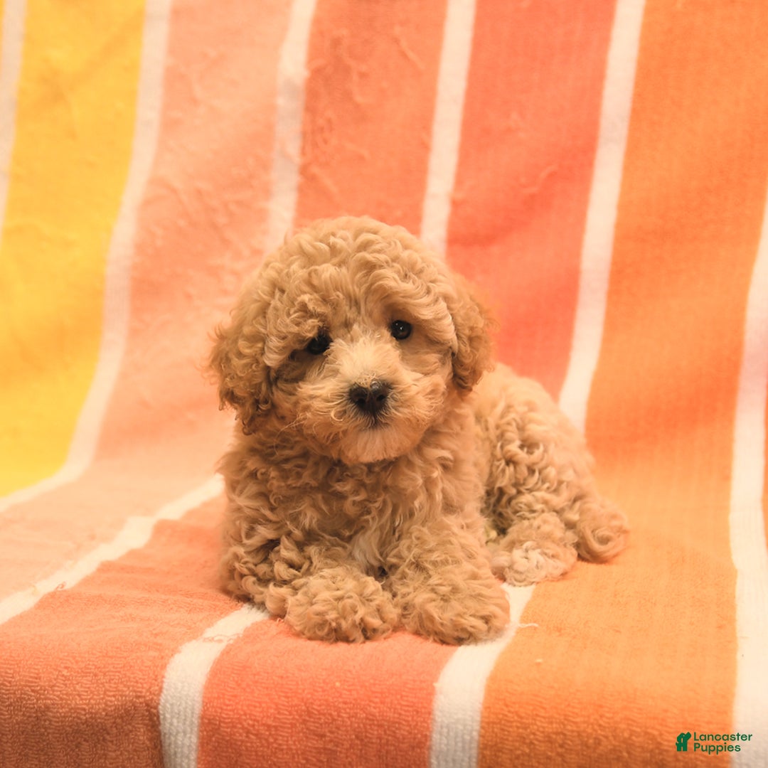 Bichpoo dogs for sale: Missy - Image 2