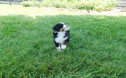Mini Bernedoodle dogs for sale: Kelsey - Image 1