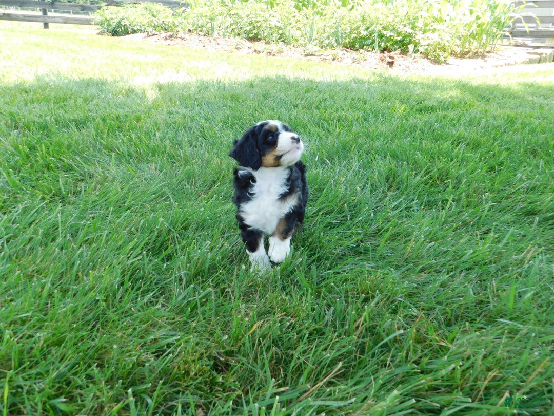 Mini Bernedoodle dogs for sale: Kelsey - Image 1