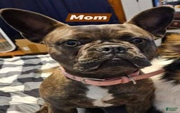 French Bulldog dogs for sale: Lady - Image 8