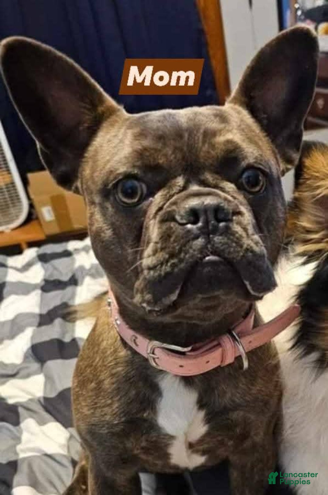 French Bulldog dogs for sale: Lady - Image 8
