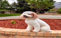 Mini Goldendoodle dogs for sale: Petite Mr. Alex - Image 8