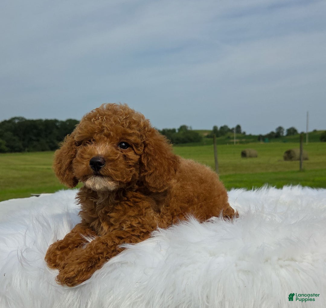 Miniature Poodle dogs for sale: Dax - Image 3