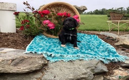 Labradoodle dogs for sale: Green Collar Girl Lil Pokey - Image 3