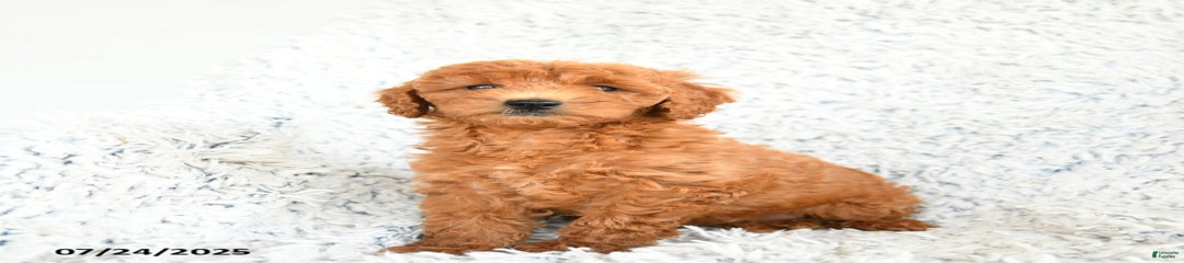 Fritter