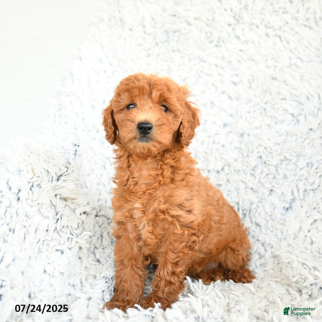 dogs for sale: Mini Goldendoodle 8 puppies - Image 6