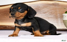 Miniature Dachshund dogs for sale: Arrow - Image 5