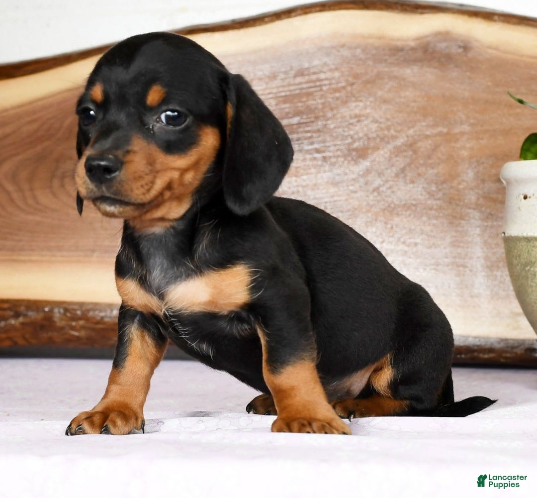 Miniature Dachshund dogs for sale: Arrow - Image 5