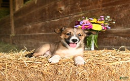 Shetland Sheepdog dogs for sale: Rover - Image 3