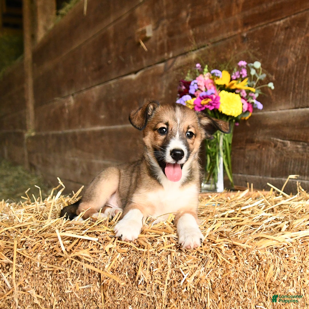 Shetland Sheepdog dogs for sale: Rover - Image 3