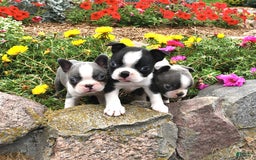 Boston Terrier dogs for sale: Pearl - Image 2