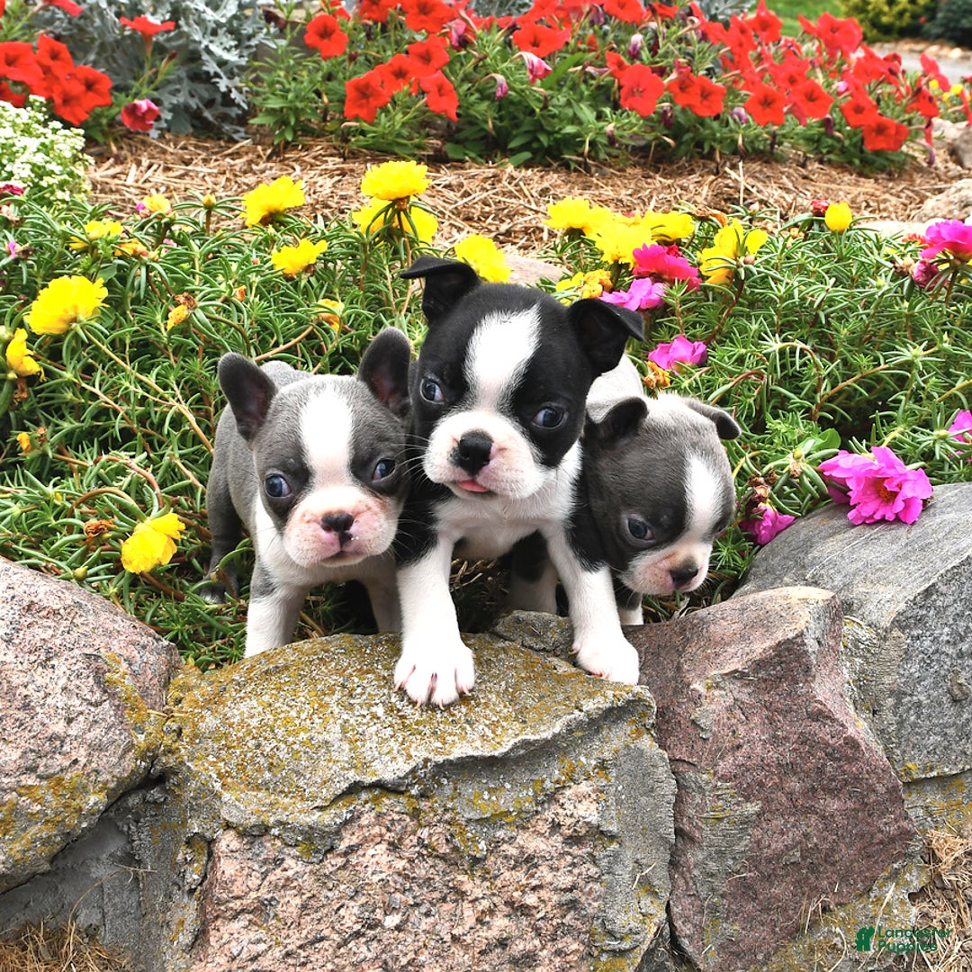 Boston Terrier dogs for sale: Pearl - Image 2