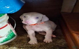 Doberman Pinscher dogs for sale: Little Man - Image 1